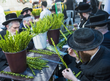 JERUSALEM - SEP 28 : An Orthodox Jewish men inspects an Hadas branch in the Four spesies market in...