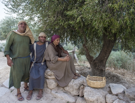 NAZARETH, ISRAEL - OCT 15 : Palestinian farmers harvesting olive tree in October 15 2012 at Nazareth Village, historical re-creation of Nazareth as it was at the time of Christのeditorial素材