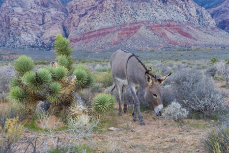 A wild burro in the Nevada desertのeditorial素材