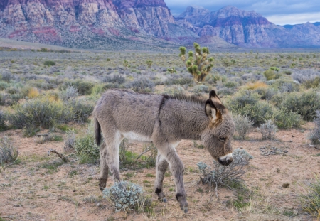 A young wild burro in the Nevada desertのeditorial素材