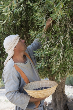 NAZARETH, ISRAEL - OCT 15 : Palestinian farmer harvesting olive tree in October 15 2012 at Nazareth Village, historical re-creation of Nazareth as it was at the time of Christのeditorial素材