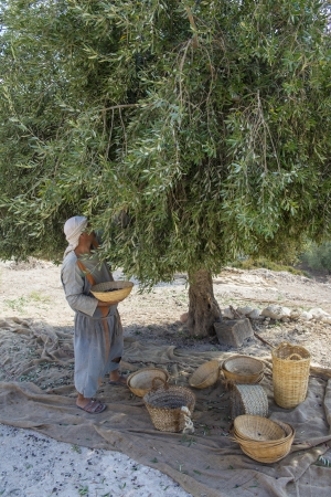 NAZARETH, ISRAEL - OCT 15 : Palestinian farmer harvesting olive tree in October 15 2012 at Nazareth Village, historical re-creation of Nazareth as it was at the time of Christのeditorial素材