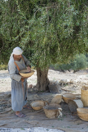 NAZARETH, ISRAEL - OCT 15 : Palestinian farmer harvesting olive tree in October 15 2012 at Nazareth Village, historical re-creation of Nazareth as it was at the time of Christのeditorial素材
