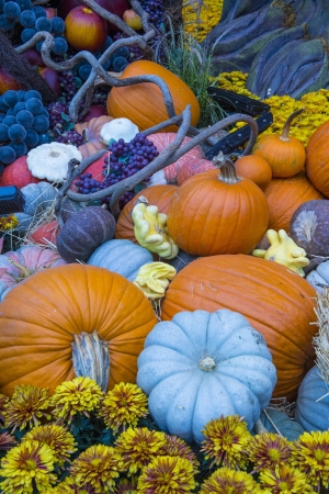 A variety of colorful pumpkinsの写真素材