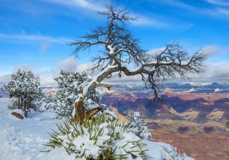 The Grand canyon national park in snowの写真素材