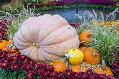 LAS VEGAS - NOV 17: Fall season in Bellagio Hotel Conservatory & Botanical Gardens on November 17, 2012 in Las Vegas. There are five seasonal themes that the Conservatory undergoes each year.のeditorial素材