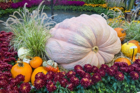 LAS VEGAS - NOV 17: Fall season in Bellagio Hotel Conservatory & Botanical Gardens on November 17, 2012 in Las Vegas. There are five seasonal themes that the Conservatory undergoes each year.のeditorial素材