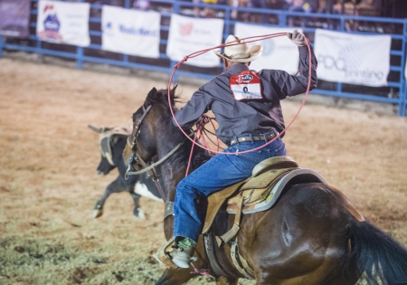 LAS VEGAS - MAY 17 : Cowboy Participant in a Calf roping Competition at the Helldorado Days...