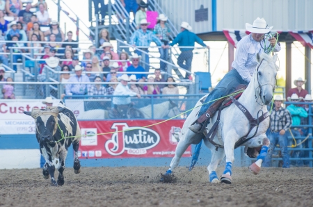 RENO , USA - JUNE 30 : Cowboy Participant in a Calf roping Competition at the Reno Rodeo  Professional Rodeo held in Reno Nevada , USA on June 30 2013 のeditorial素材