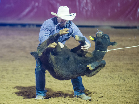 LOGANDALE , NEVADA - APRIL 10 : Cowboy Participating in a Calf roping Competition at the Clark County Fair and Rodeo a Professional Rodeo held in Logandale Nevada , USA on April 10 2014のeditorial素材