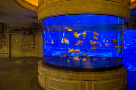 LAS VEGAS - MAY 12 : The Shark Reef Aquarium at Mandalay Bay hotel and casino in Las Vegas on May 12 , 2014. The Shark Reef Aquarium is comprised of nearly 1.6 million gallons of water.のeditorial素材