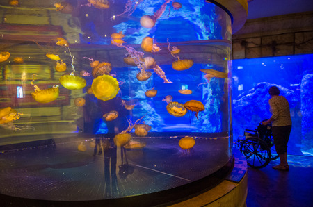 LAS VEGAS - MAY 12 : The Shark Reef Aquarium at Mandalay Bay hotel and casino in Las Vegas on May 12 , 2014. The Shark Reef Aquarium is comprised of nearly 1.6 million gallons of water.のeditorial素材