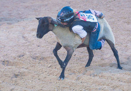 LAS VEGAS - MAY 16 : A boy riding on a sheep during a Mutton Busting contest at the Helldorado days Rodeo , A Professional Rodeo held in Las Vegas , Nevada on May 16 2014 のeditorial素材