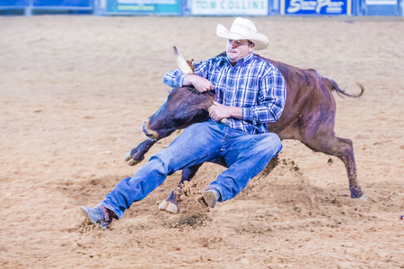 LOGANDALE , NEVADA - APRIL 10 : Cowboy Participating in a Steer wrestling Competition at the Clark County Fair and Rodeo a Professional Rodeo held in Logandale Nevada , USA on April 10 2015のeditorial素材
