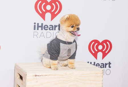 LAS VEGAS - SEP 18 : Jiff The Pomeranian attends the 2015 iHeartRadio Music Festival at the MGM Grand Garden Arena on September 18, 2015 in Las Vegas.のeditorial素材