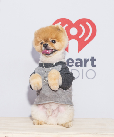 LAS VEGAS - SEP 18 : Jiff The Pomeranian attends the 2015 iHeartRadio Music Festival at the MGM Grand Garden Arena on September 18, 2015 in Las Vegas.のeditorial素材