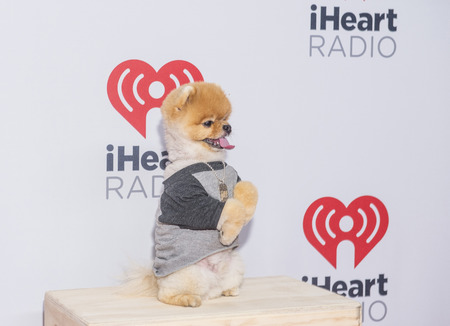LAS VEGAS - SEP 18 : Jiff The Pomeranian attends the 2015 iHeartRadio Music Festival at the MGM Grand Garden Arena on September 18, 2015 in Las Vegas.のeditorial素材