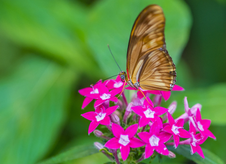 butterfly on a flower in costa rican rain forestの写真素材
