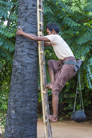 BAGAN, MYANMAR, SEP 06: Burmese farmer climbing a Palm tree for juice to extracting palm sugar in a village near Bagan on September 06 2017のeditorial素材