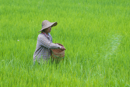 SHAN STATE , MYANMAR - SEP 06: Burmese farmer working at a rice field in Shan state Myanmar on September 06 2017 Myanmar is the world's sixth largest rice producing countryのeditorial素材