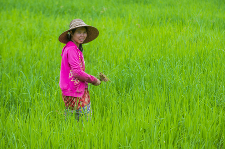 SHAN STATE , MYANMAR - SEP 06: Burmese farmer working at a rice field in Shan state Myanmar on September 06 2017 Myanmar is the world's sixth largest rice producing countryのeditorial素材