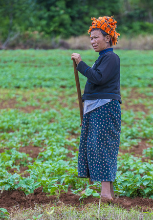 SHAN STATE , MYANMAR - SEP 06: Burmese farmer working on a field in Shan state Myanmar on September 06 2017 , agriculture is the main industry in Myanmarのeditorial素材
