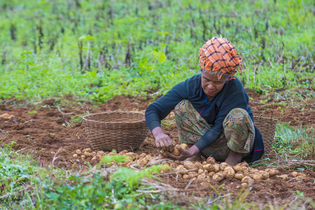 SHAN STATE , MYANMAR - SEP 06: Burmese farmer working on a field in Shan state Myanmar on September 06 2017 , agriculture is the main industry in Myanmarのeditorial素材