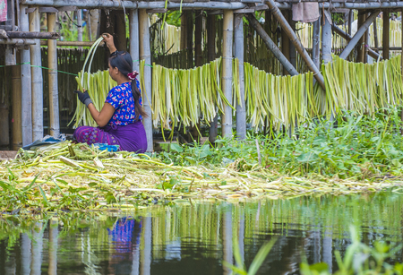 INLE LAKE , MYANMAR - SEP 07 : Intha woman working on her floating garden in Inle lake Myanmar on September 07 2017 , Inle Lake is a freshwater lake located in Shan stateのeditorial素材