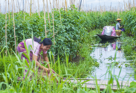 INLE LAKE , MYANMAR - SEP 07 : Intha woman working on her floating garden in Inle lake Myanmar on September 07 2017 , Inle Lake is a freshwater lake located in Shan stateのeditorial素材