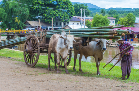 SHAN STATE , MYANMAR - SEP 06: Burmese farmer riding ox cart in Shan state Myanmar on September 06 2017 ,  Ox carts are widely used in Myanmar rural areasのeditorial素材