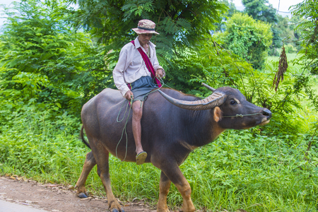 SHAN STATE , MYANMAR - SEP 06: Burmese farmer riding buffalo in Shan state Myanmar on September 06 2017 , agriculture is the main industry in Myanmarのeditorial素材