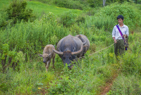 SHAN STATE , MYANMAR - SEP 06: Burmese shepherd in a pasture with a buffalos in Shan state Myanmar on September 06 2017 , agriculture is the main industry in Myanmarのeditorial素材