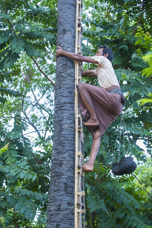 BAGAN, MYANMAR, SEP 06: Burmese farmer climbing a Palm tree for juice to extracting palm sugar in a village near Bagan on September 06 2017のeditorial素材