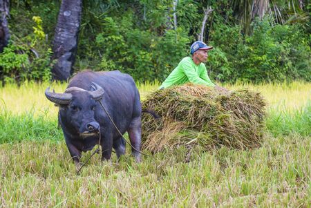 MARINDUQUE , PHILIPPINES - MARCH 31: Filipino farmer working at a rice field in Marinduque island The Philippines on March 31 2018のeditorial素材
