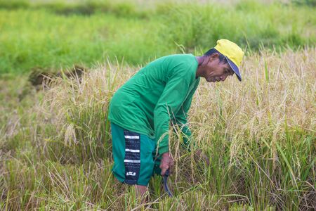 MARINDUQUE , PHILIPPINES - MARCH 31: Filipino farmer working at a rice field in Marinduque island The Philippines on March 31 2018のeditorial素材