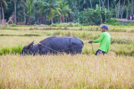 MARINDUQUE , PHILIPPINES - MARCH 31: Filipino farmer working at a rice field in Marinduque island...