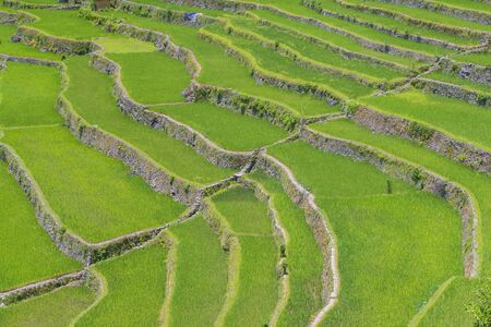 View of rice terraces fields in Banaue, Philippines. The Banaue rice terraces are UNESCO world heritage site since 1995のeditorial素材