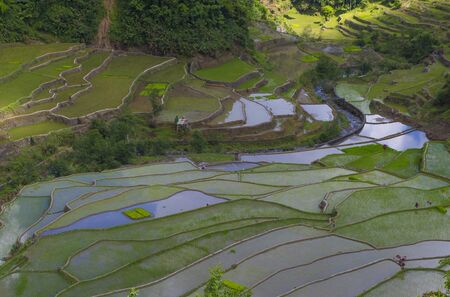 View of rice terraces fields in Banaue, Philippines. The Banaue rice terraces are UNESCO world heritage site since 1995のeditorial素材