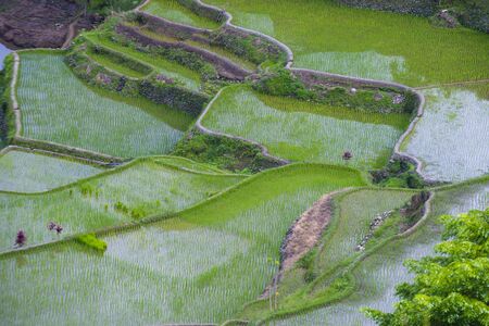 View of rice terraces fields in Banaue, Philippines. The Banaue rice terraces are UNESCO world heritage site since 1995のeditorial素材