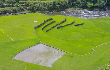 View of rice terraces fields in Banaue, Philippines. The Banaue rice terraces are UNESCO world heritage site since 1995のeditorial素材