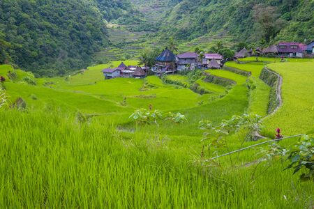 View of rice terraces fields in Banaue, Philippines. The Banaue rice terraces are UNESCO world heritage site since 1995のeditorial素材