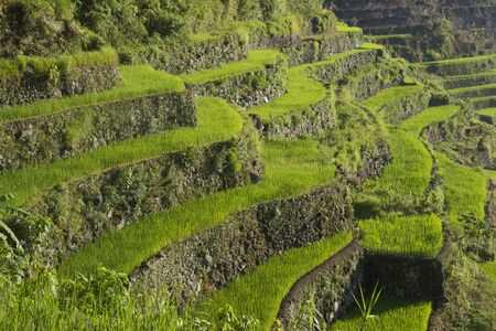 View of rice terraces fields in Banaue, Philippines. The Banaue rice terraces are UNESCO world heritage site since 1995のeditorial素材