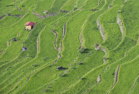 View of rice terraces fields in Banaue, Philippines. The Banaue rice terraces are UNESCO world heritage site since 1995のeditorial素材