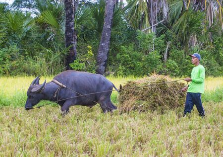 MARINDUQUE , PHILIPPINES - MARCH 31: Filipino farmer working at a rice field in Marinduque island The Philippines on March 31 2018のeditorial素材