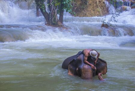 LUANG PRABANG , LAOS - AUG 13 : Elephant bathing in an Elephant camp near Luang Prabang Laos on August 13 2018. Elephant is considered as national animal in Laosのeditorial素材