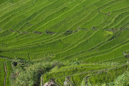 View of rice terraces fields in Banaue, Philippines. The Banaue rice terraces are UNESCO world heritage site since 1995のeditorial素材