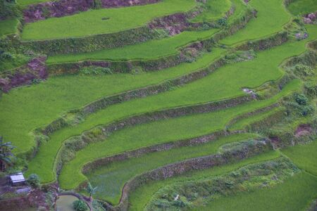 View of rice terraces fields in Banaue, Philippines. The Banaue rice terraces are UNESCO world heritage site since 1995のeditorial素材