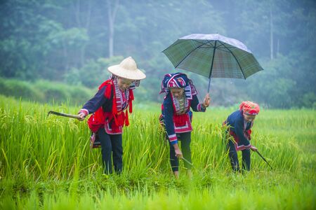HA GIANG , VIETNAM - SEP 14 : Women from the Red Dao minority in a village near Ha Giang in Vietnam on September 14 2018. The Red Dao is one of the 54 ethnic groups of Vietnamのeditorial素材