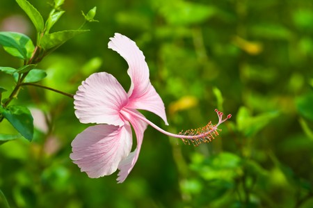Hibiscus flower in garden, Thailand.の写真素材