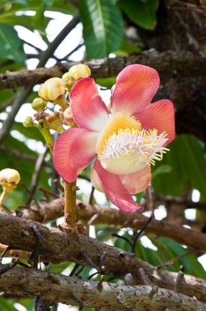 Sala Langka flower in garden, Thailand.の写真素材